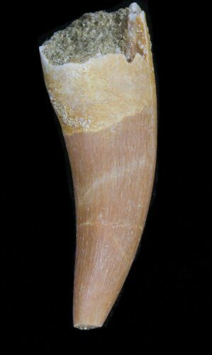 Fossil Plesiosaur Tooth - Morocco #39877